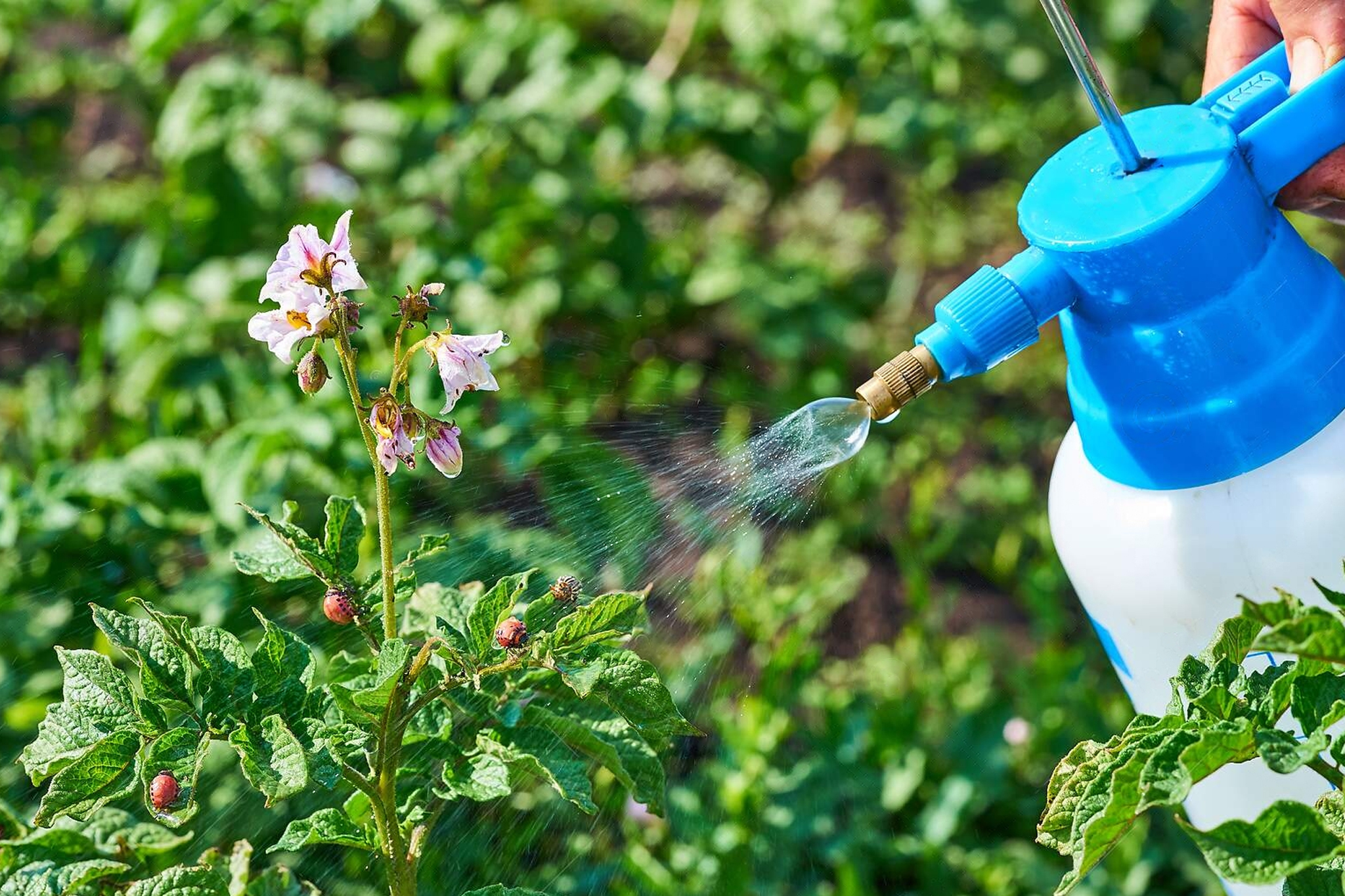 Corporate Pest Control